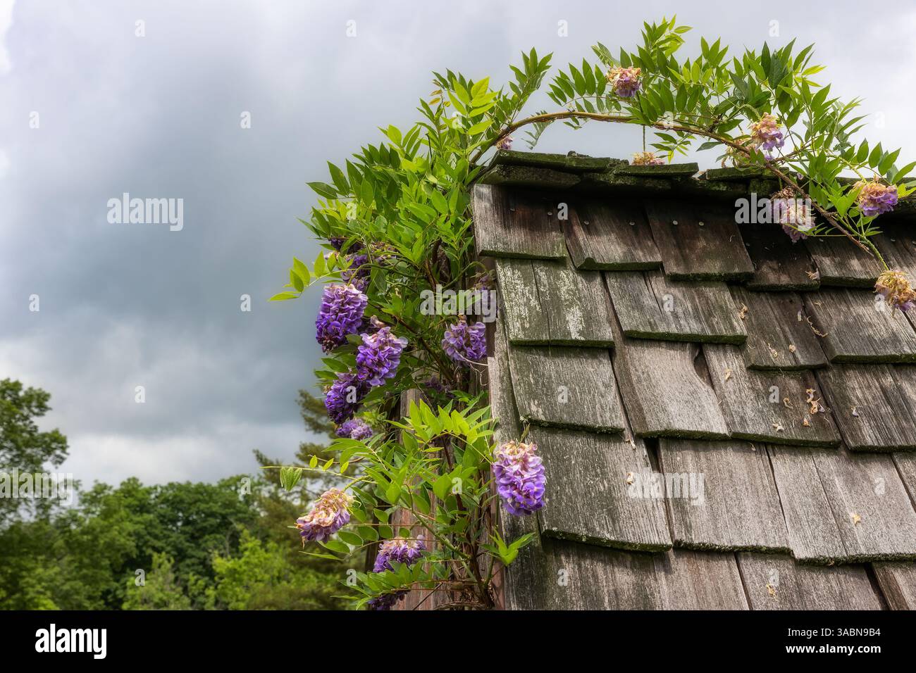 Wisteria vigne avec grappe violette de fleurs grimpent sur une section d'une ancienne dépendance au Davy Crockett State Park à Limestone, Tennessee, États-Unis Banque D'Images