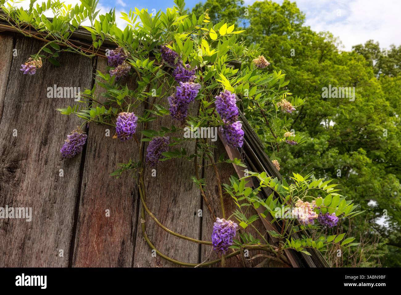 Wisteria vigne avec grappe violette de fleurs grimpent sur une section d'une ancienne dépendance au Davy Crockett State Park à Limestone, Tennessee, États-Unis Banque D'Images