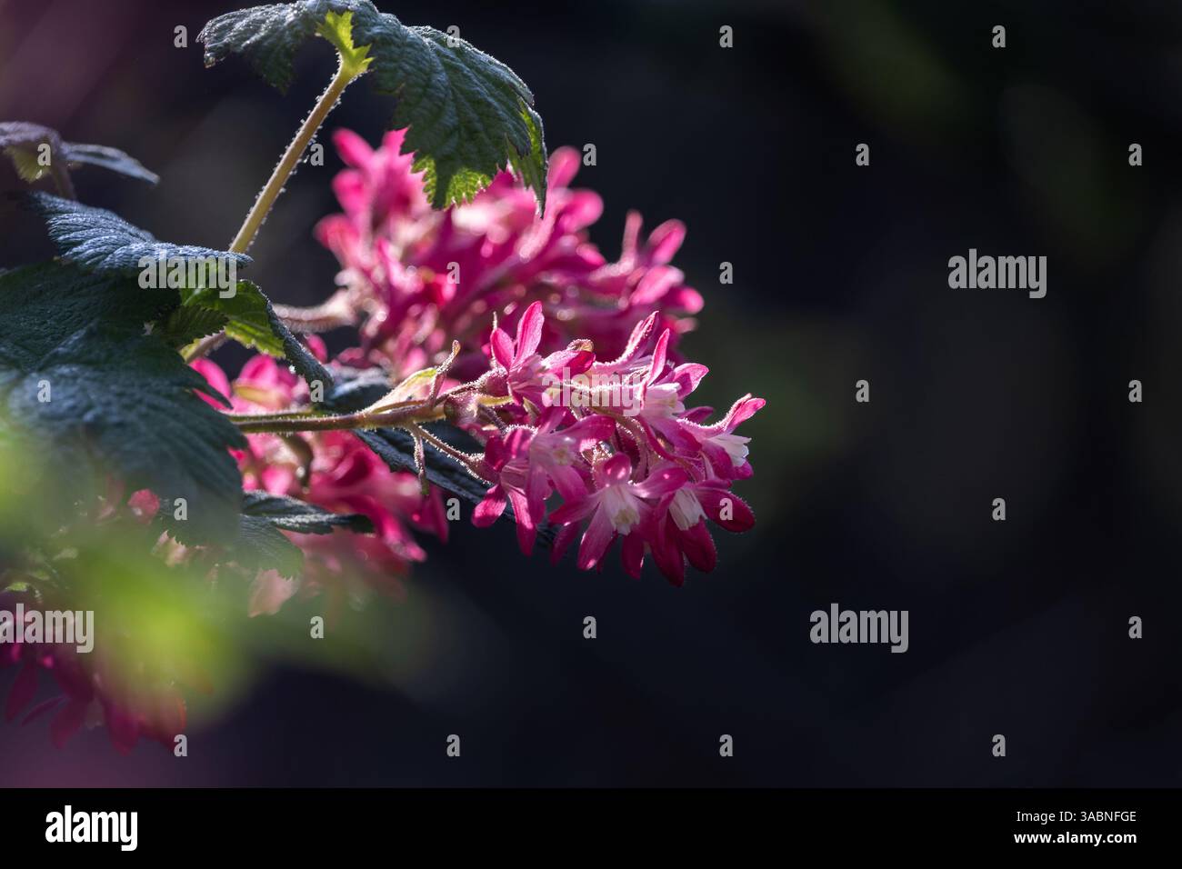 Gros plan des fleurs du début du printemps de Ribes sanguineum, également connu sous le nom de Currant de fleurs ou Currant de fleurs rouges, ensoleillé avec un espace de copie sur la plate-forme Banque D'Images