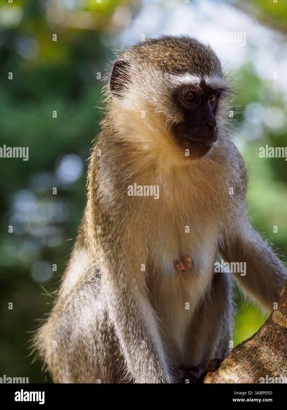 Gros plan d'un singe vervet femelle, province du Limpopo, Afrique du Sud Banque D'Images