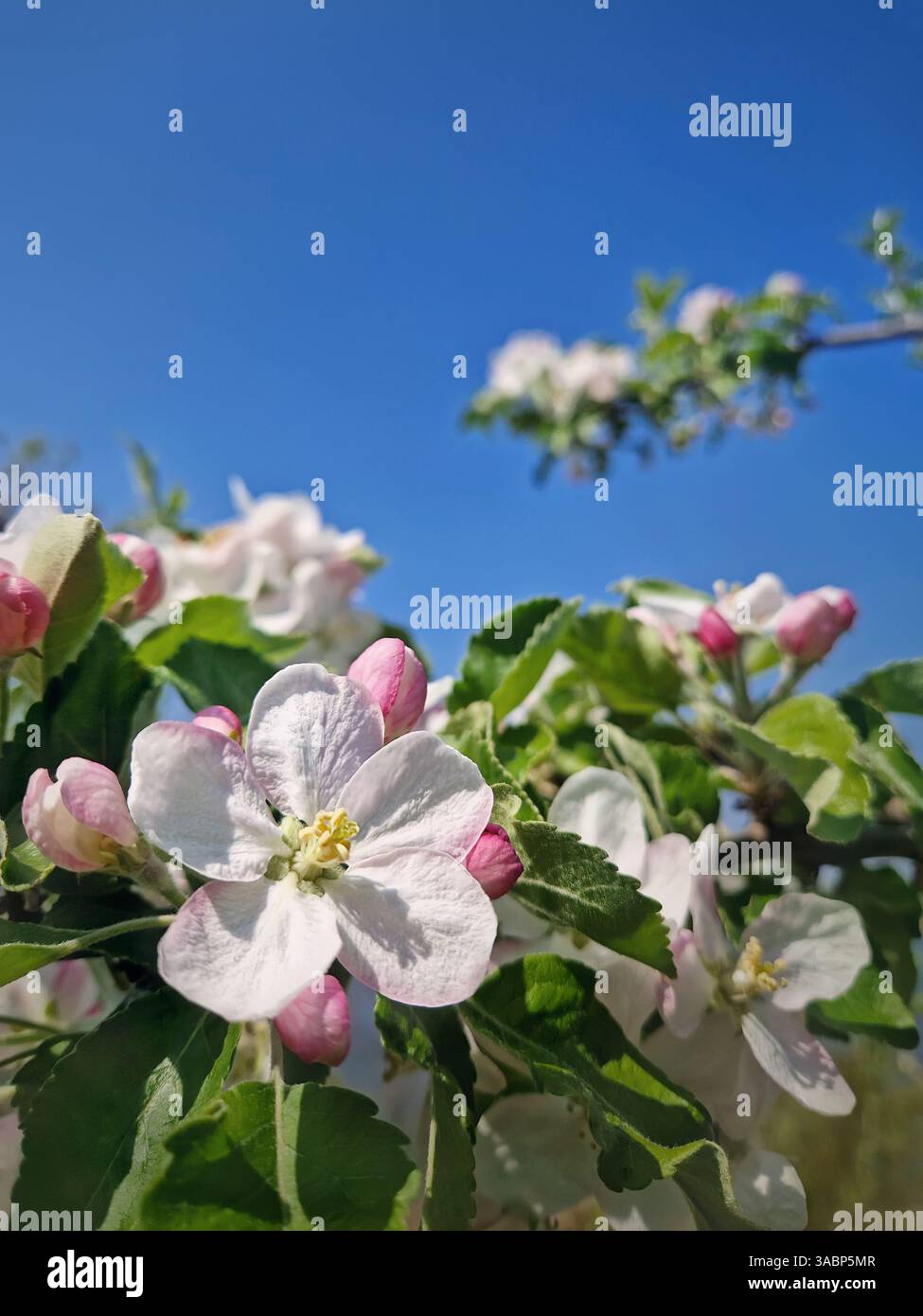 Gros plan bourgeons de pommier en fleurs avec des fleurs roses et des feuilles vertes fraîches Banque D'Images