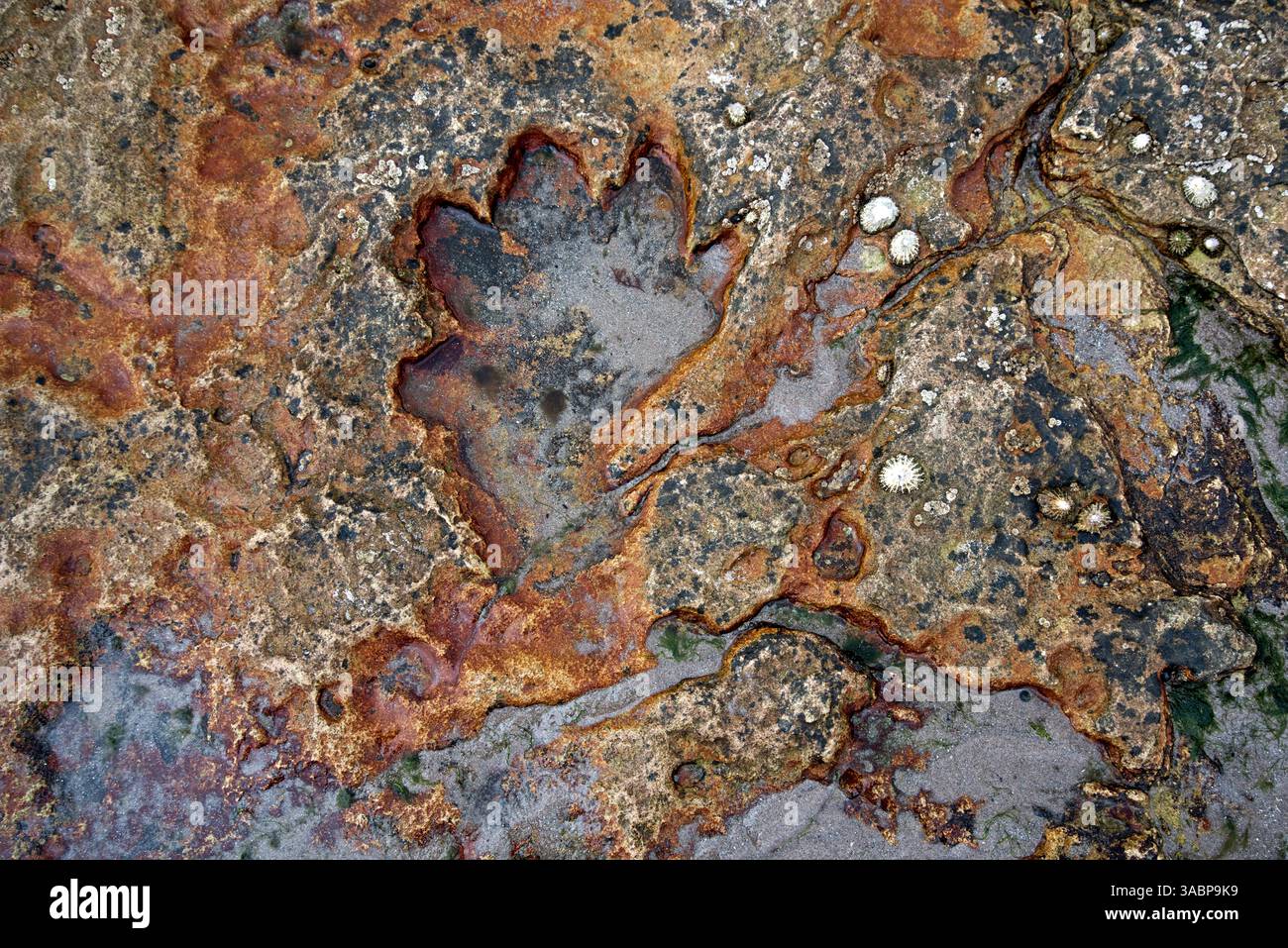 Empreinte de dinosaure visible à marée basse sur le rivage de Kildonan sur l'île d'Arran, Écosse, Royaume-Uni. Banque D'Images