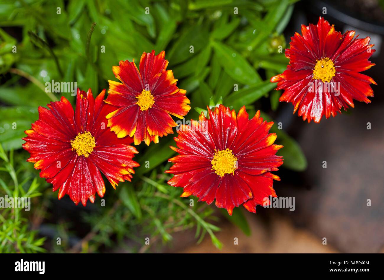 Fleurs rouges vives de coreopsis , une plante de jardin vivace, avec de l'eau sur les pétales, sur fond de feuillage vert profond Banque D'Images