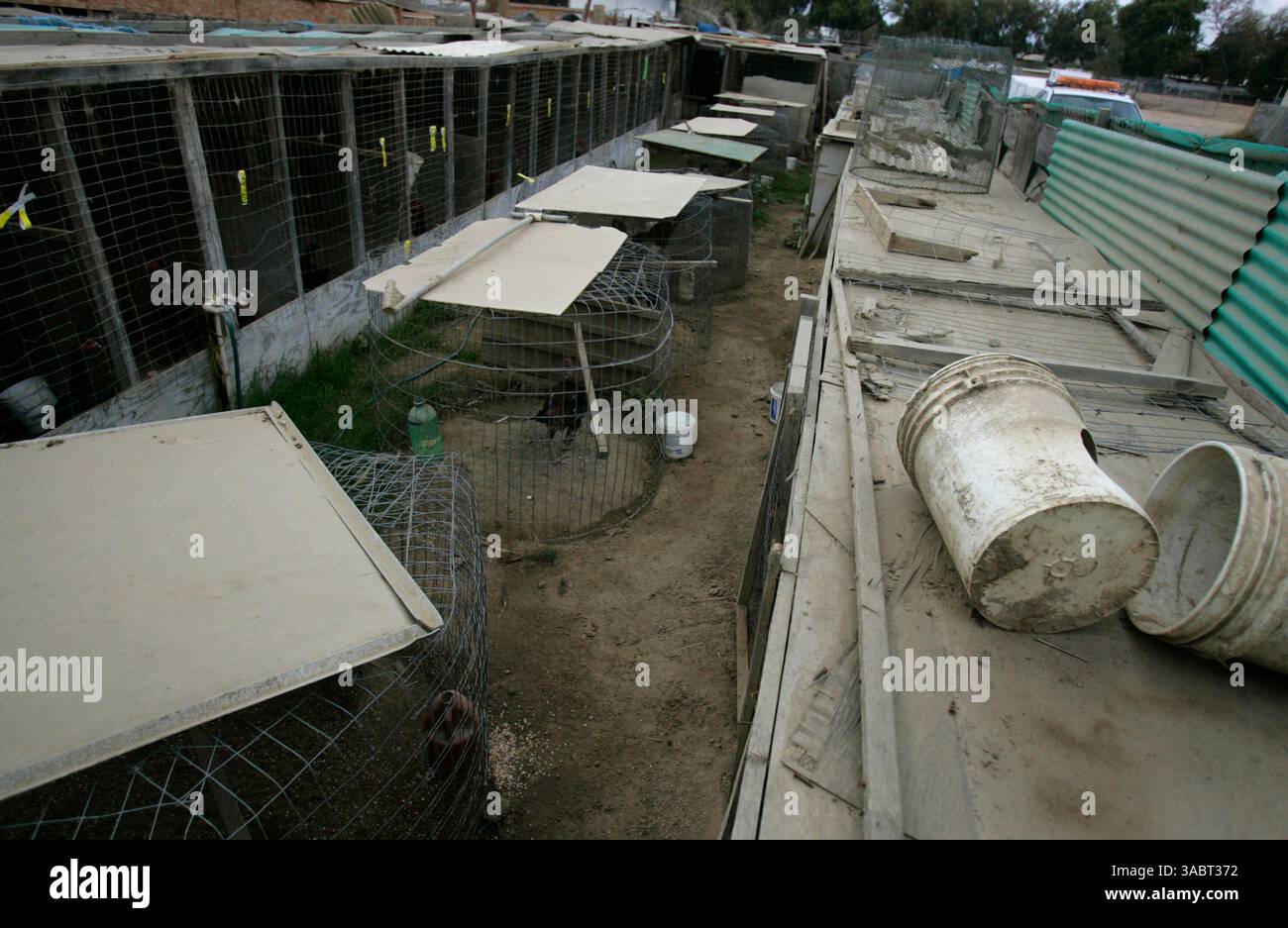 15 oct. 2007 - San Diego, CA, Etats-Unis - les autorités de San Diego ont fait un buste record de 3 000 coqs qui ont été élevés et entraînés pour des combats de coqs illégaux. Les enclos à poulets étaient situés sur une propriété privée dans le bloc de 2800 du Hollister constitué après une enquête de six mois, 11 mandats de perquisition ont été émis, ce qui a entraîné l'inculpation de 50 personnes pour délits. SUR LA PHOTO : certains des enclos à poulets et des animaux qui ont été épargnés pendant le raid. Il y avait des affiches sur plusieurs enclos à poulets indiquant que tous les animaux de jeu avaient été enlevés. (Crédit image : © Nancee E. Lewis/SDU-T/ZUMA Press) R Banque D'Images