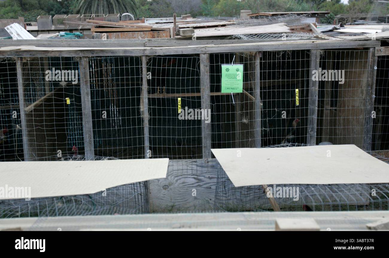 15 oct. 2007 - San Diego, CA, Etats-Unis - les autorités de San Diego ont fait un buste record de 3 000 coqs qui ont été élevés et entraînés pour des combats de coqs illégaux. Les enclos à poulets étaient situés sur une propriété privée dans le bloc de 2800 du Hollister constitué après une enquête de six mois, 11 mandats de perquisition ont été émis, ce qui a entraîné l'inculpation de 50 personnes pour délits. SUR LA PHOTO : certains des enclos à poulets et des animaux qui ont été épargnés pendant le raid. Il y avait des affiches sur plusieurs enclos à poulets indiquant que tous les animaux de jeu avaient été enlevés. (Crédit image : © Nancee E. Lewis/SDU-T/ZUMA Press) R Banque D'Images