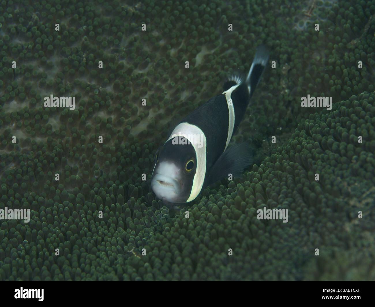 Un anémonefish noir et blanc (Amphiprion polymnus) caché dans une anémone de mer vert foncé, site de plongée House Reef, Penyapangan, Bali, Indonésie Banque D'Images