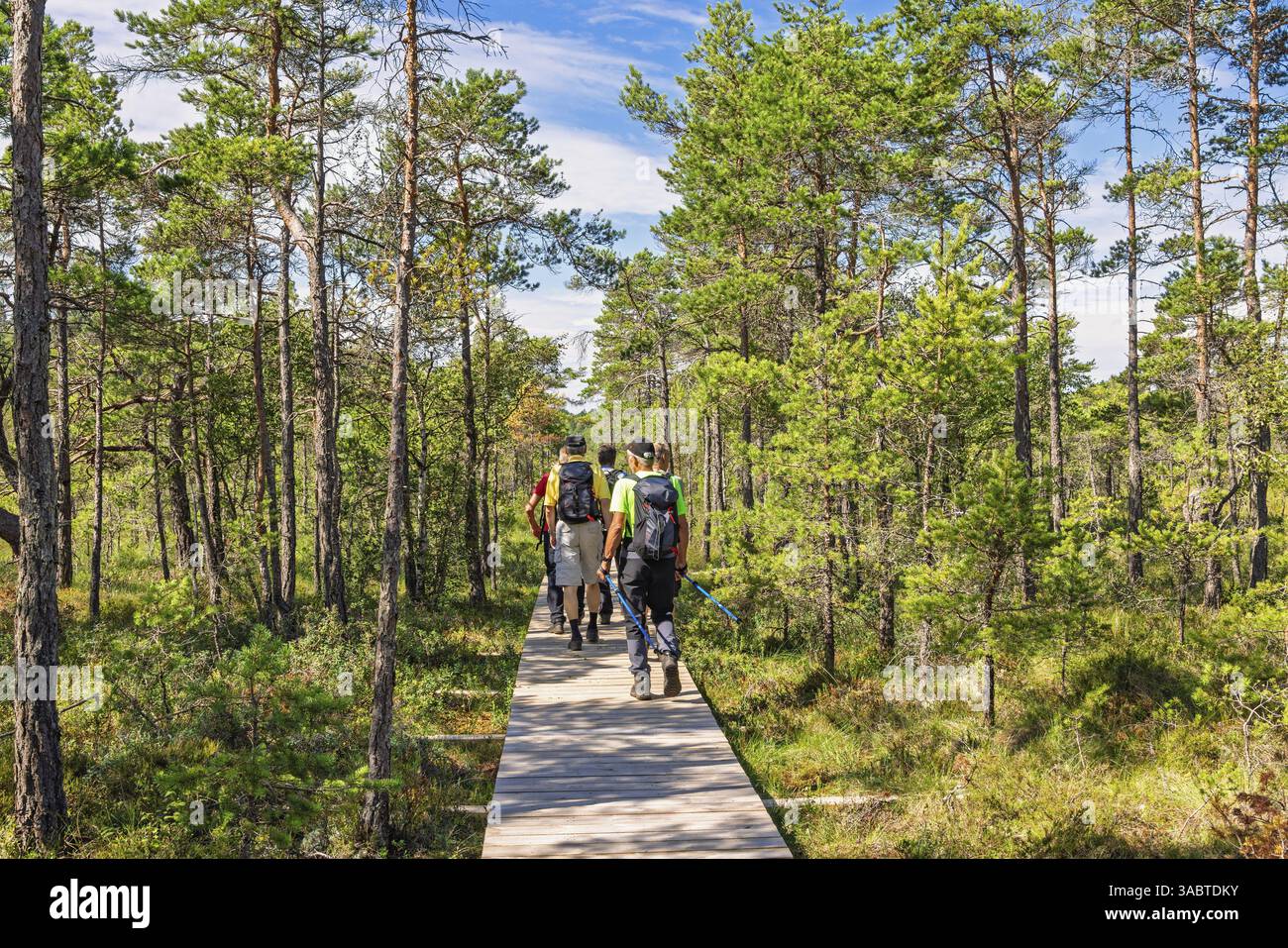 Groupe d'hommes marchant sur un sentier en bois dans une forêt de pins sur une tourbière une journée d'été ensoleillée, Suède, Europe Banque D'Images