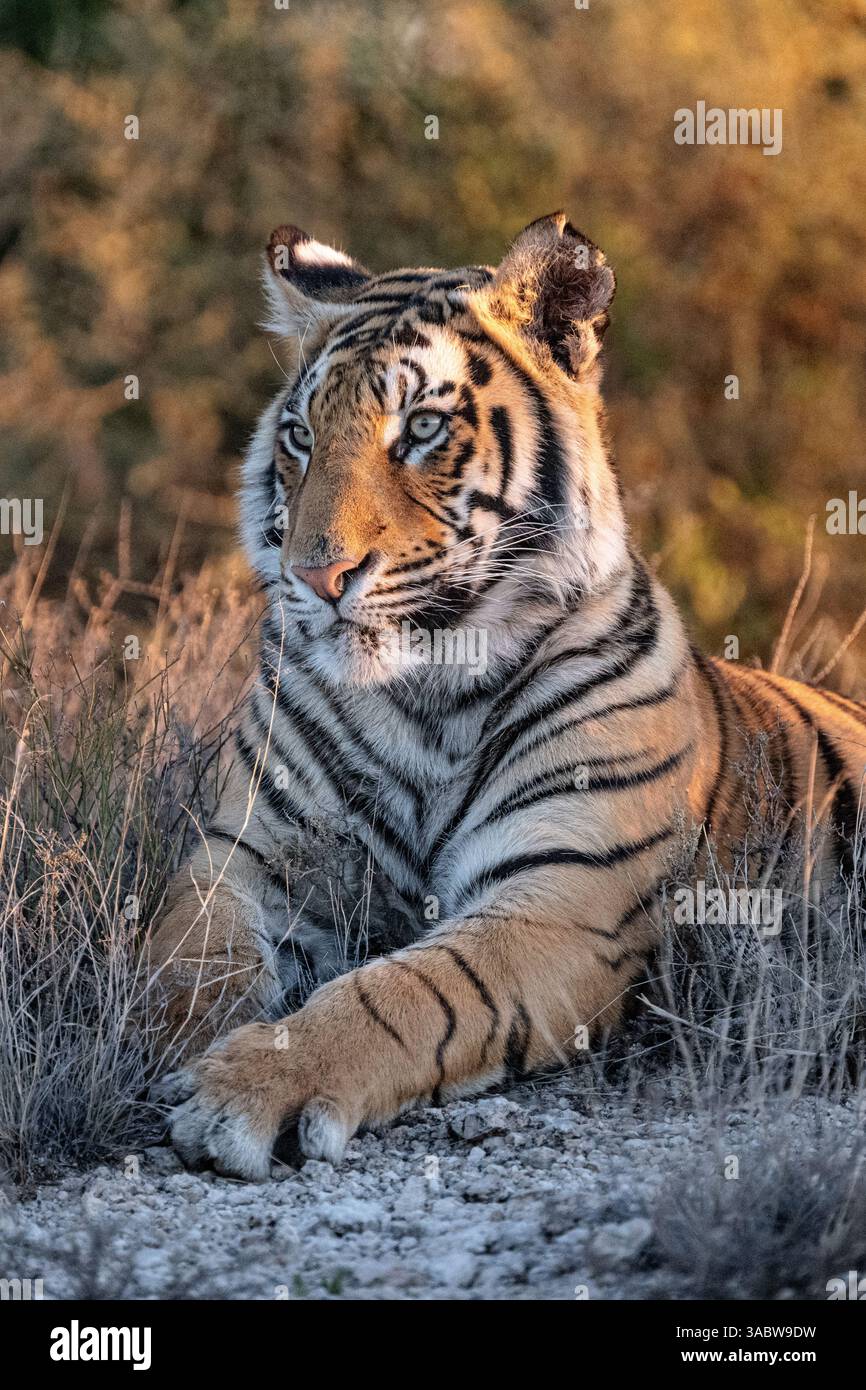 Portrait d'un tigre du Bengale dans la douce lumière du soir Banque D'Images