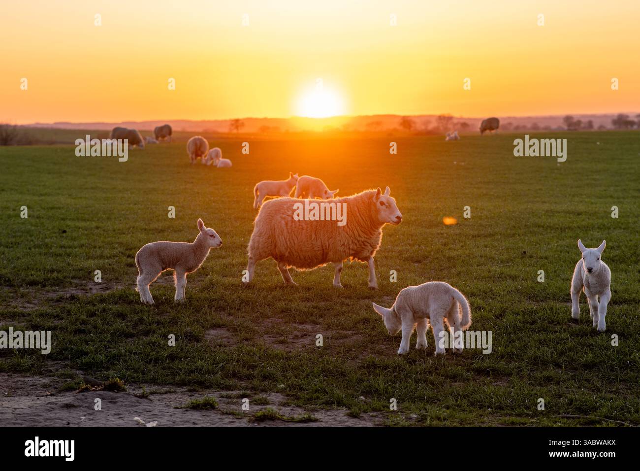 Un troupeau de moutons paissent dans un champ alors que le soleil se couche. Le soleil est bas dans le ciel, projetant une lueur chaude sur la scène. Les moutons sont dispersés à travers Banque D'Images