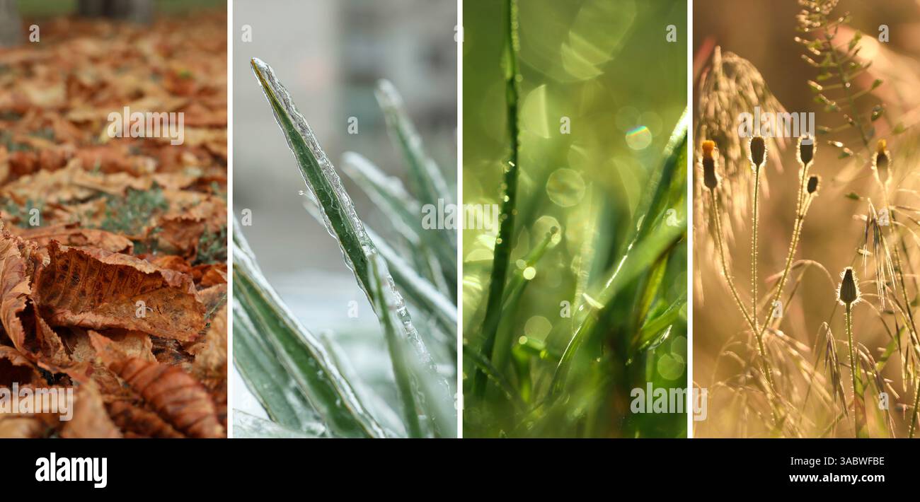 Quatre saisons de l'année. Collage avec des photos de la nature en hiver, été, automne et printemps Banque D'Images