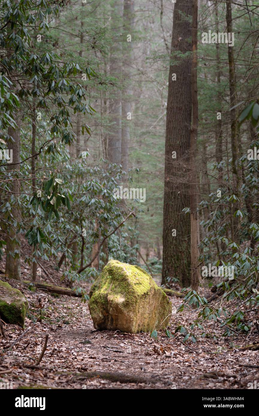 Grande roche couverte de mousse au milieu d'un sentier à travers les bois de la gorge de la rivière Rouge du Kentucky Banque D'Images