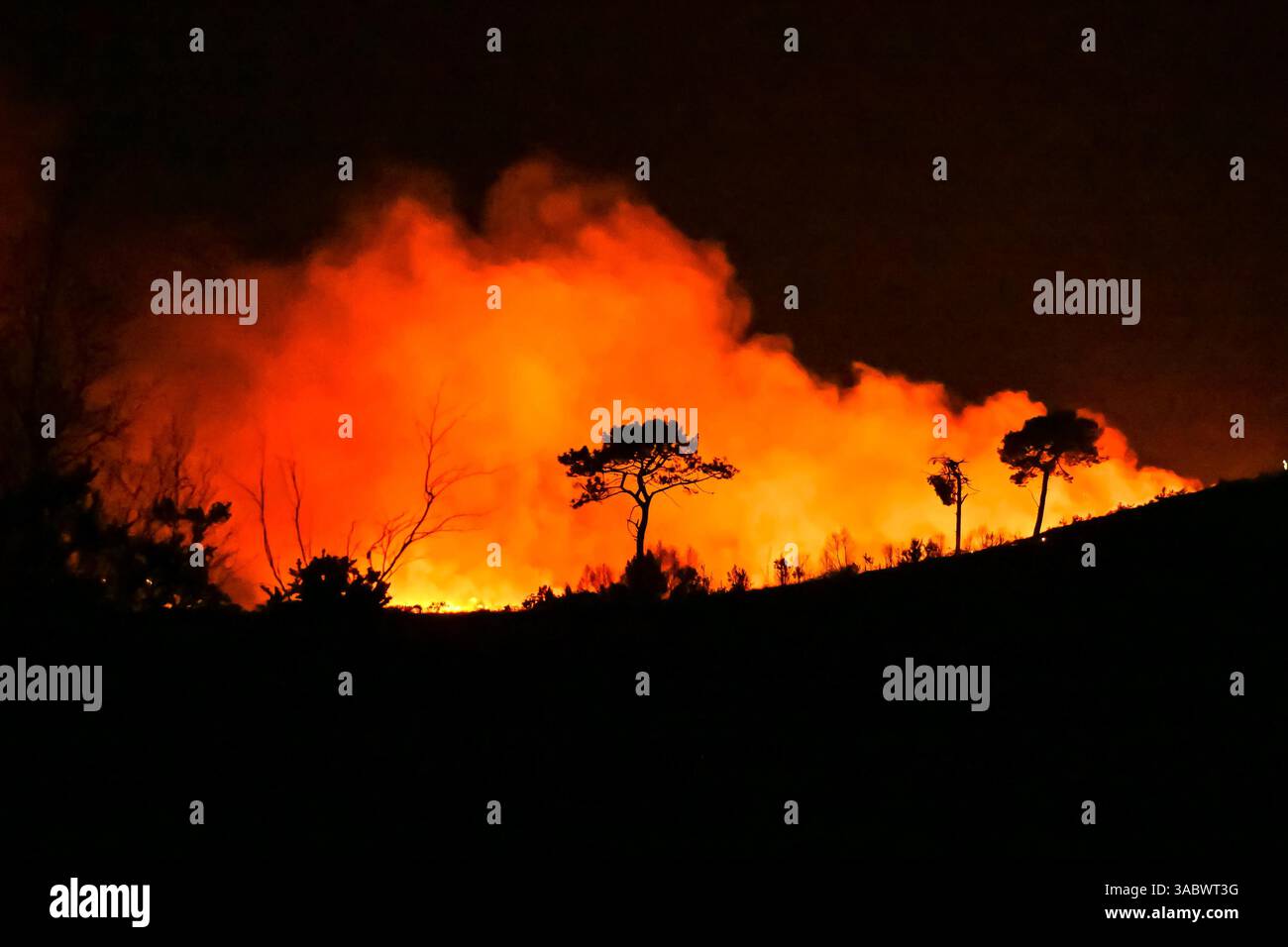 Poole, Dorset, Royaume-Uni. 3 avril 2025. Météo britannique. De la fumée et des flammes coulent dans leur air alors qu'un énorme feu de forêt illumine le ciel nocturne pendant qu'il brûle pendant la nuit à Upton Heath à Poole dans le Dorset. Plusieurs services d'urgence sont présents, les voies étant fermées sur la voie de contournement A35 Upton en raison de la proximité de l'incendie. Ce dernier incendie dans la région de Bournemouth et Poole survient après une période de sécheresse prolongée et des températures supérieures à la moyenne pour la période de l'année. Crédit photo : Graham Hunt/Alamy Live News Banque D'Images