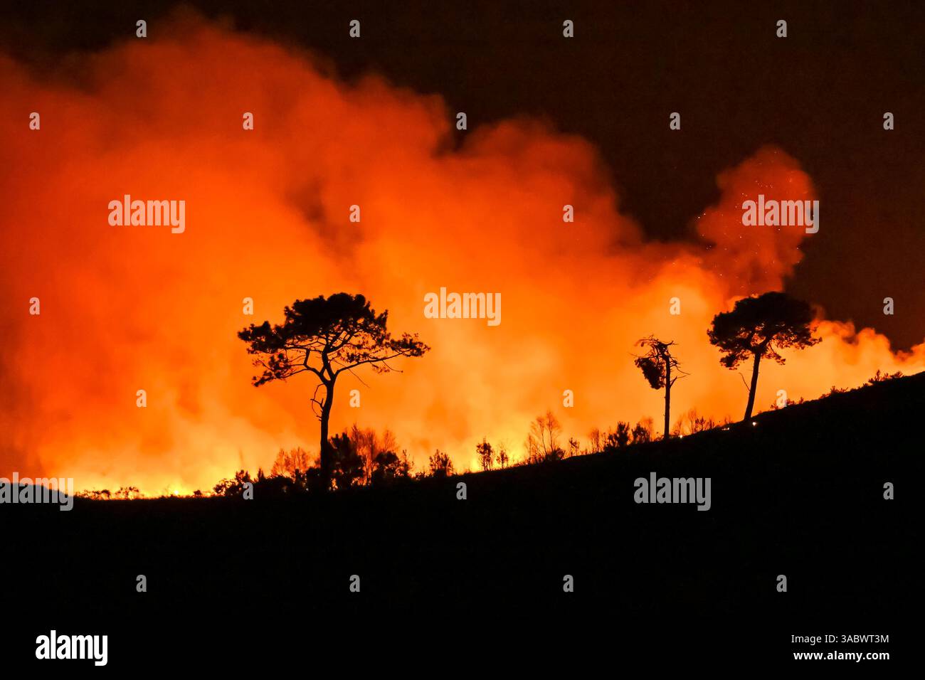 Poole, Dorset, Royaume-Uni. 3 avril 2025. Météo britannique. De la fumée et des flammes coulent dans leur air alors qu'un énorme feu de forêt illumine le ciel nocturne pendant qu'il brûle pendant la nuit à Upton Heath à Poole dans le Dorset. Plusieurs services d'urgence sont présents, les voies étant fermées sur la voie de contournement A35 Upton en raison de la proximité de l'incendie. Ce dernier incendie dans la région de Bournemouth et Poole survient après une période de sécheresse prolongée et des températures supérieures à la moyenne pour la période de l'année. Crédit photo : Graham Hunt/Alamy Live News Banque D'Images