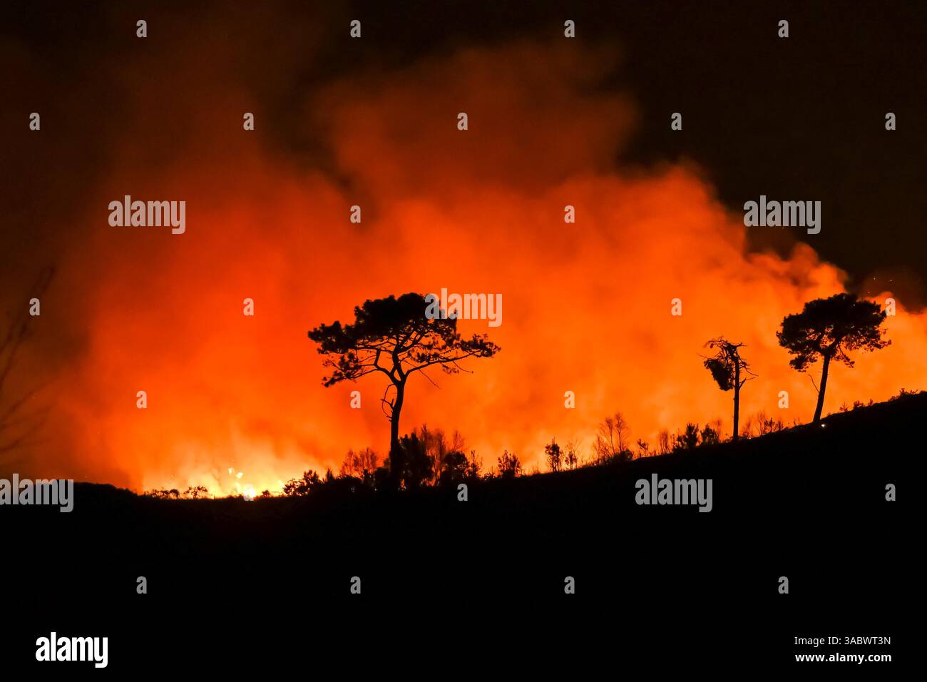 Poole, Dorset, Royaume-Uni. 3 avril 2025. Météo britannique. De la fumée et des flammes coulent dans leur air alors qu'un énorme feu de forêt illumine le ciel nocturne pendant qu'il brûle pendant la nuit à Upton Heath à Poole dans le Dorset. Plusieurs services d'urgence sont présents, les voies étant fermées sur la voie de contournement A35 Upton en raison de la proximité de l'incendie. Ce dernier incendie dans la région de Bournemouth et Poole survient après une période de sécheresse prolongée et des températures supérieures à la moyenne pour la période de l'année. Crédit photo : Graham Hunt/Alamy Live News Banque D'Images