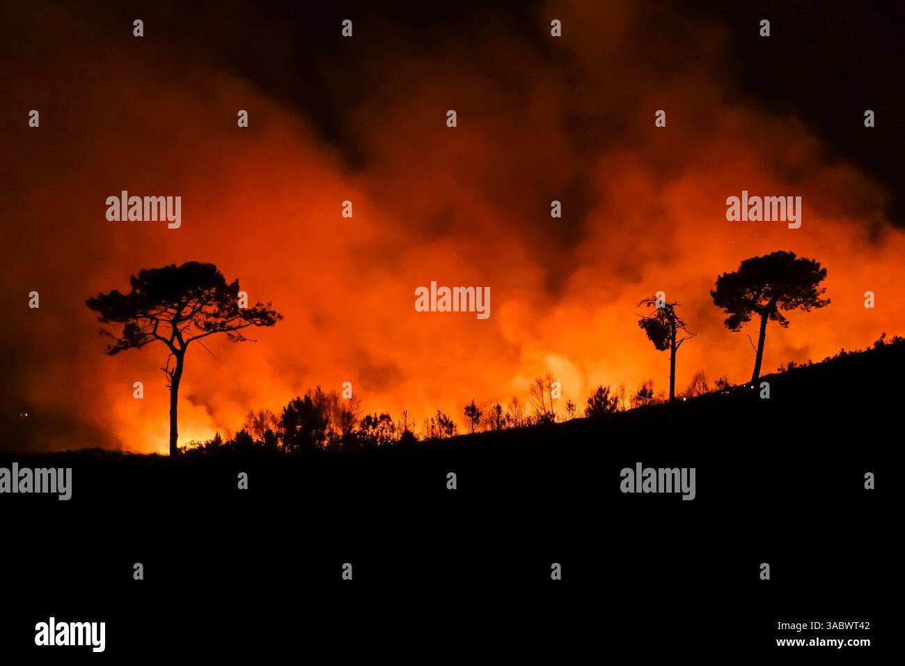 Poole, Dorset, Royaume-Uni. 3 avril 2025. Météo britannique. De la fumée et des flammes coulent dans leur air alors qu'un énorme feu de forêt illumine le ciel nocturne pendant qu'il brûle pendant la nuit à Upton Heath à Poole dans le Dorset. Plusieurs services d'urgence sont présents, les voies étant fermées sur la voie de contournement A35 Upton en raison de la proximité de l'incendie. Ce dernier incendie dans la région de Bournemouth et Poole survient après une période de sécheresse prolongée et des températures supérieures à la moyenne pour la période de l'année. Crédit photo : Graham Hunt/Alamy Live News Banque D'Images