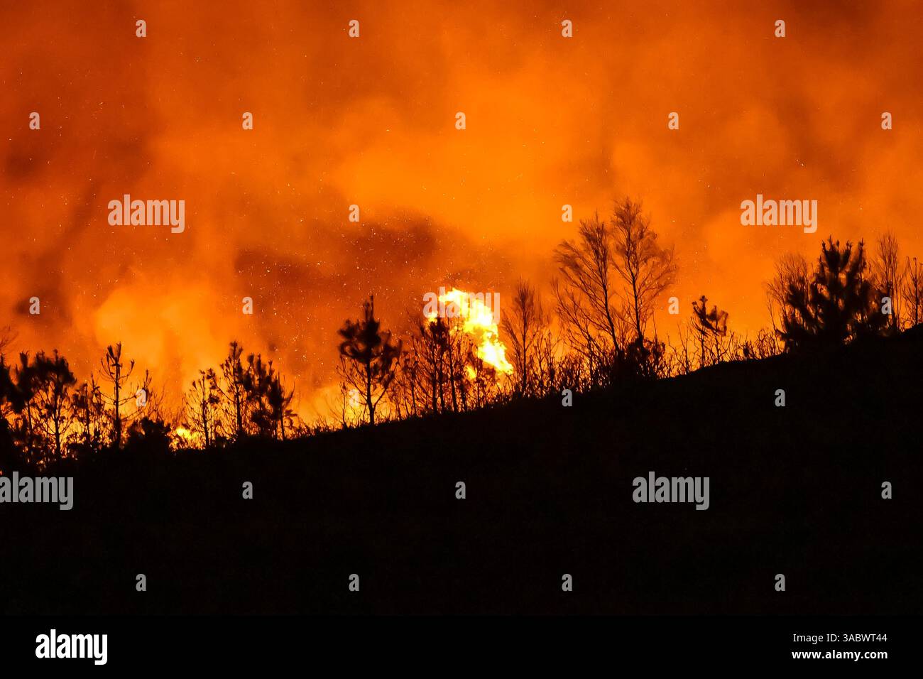 Poole, Dorset, Royaume-Uni. 3 avril 2025. Météo britannique. De la fumée et des flammes coulent dans leur air alors qu'un énorme feu de forêt illumine le ciel nocturne pendant qu'il brûle pendant la nuit à Upton Heath à Poole dans le Dorset. Plusieurs services d'urgence sont présents, les voies étant fermées sur la voie de contournement A35 Upton en raison de la proximité de l'incendie. Ce dernier incendie dans la région de Bournemouth et Poole survient après une période de sécheresse prolongée et des températures supérieures à la moyenne pour la période de l'année. Crédit photo : Graham Hunt/Alamy Live News Banque D'Images