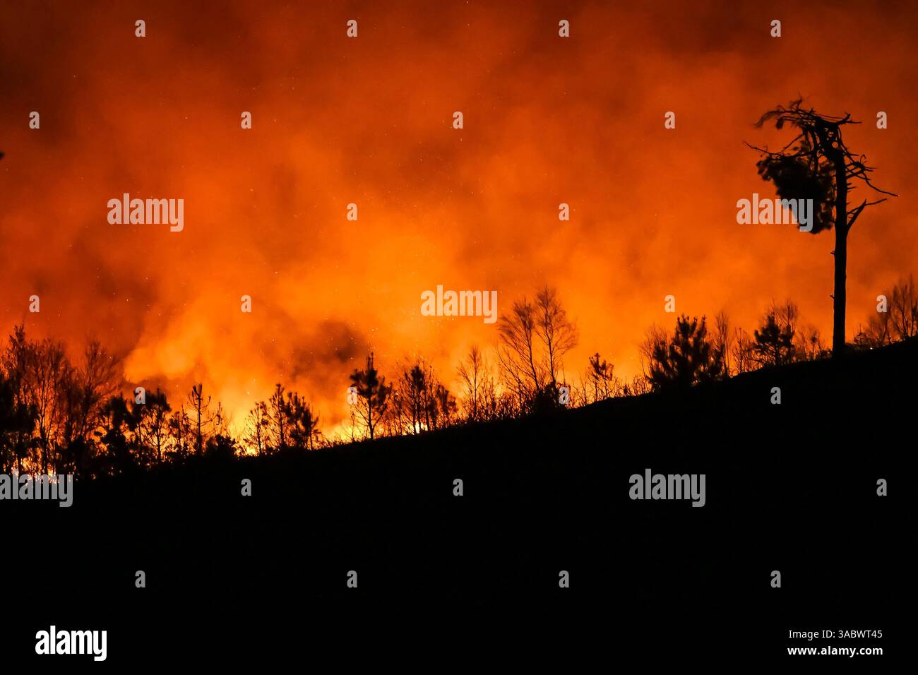 Poole, Dorset, Royaume-Uni. 3 avril 2025. Météo britannique. De la fumée et des flammes coulent dans leur air alors qu'un énorme feu de forêt illumine le ciel nocturne pendant qu'il brûle pendant la nuit à Upton Heath à Poole dans le Dorset. Plusieurs services d'urgence sont présents, les voies étant fermées sur la voie de contournement A35 Upton en raison de la proximité de l'incendie. Ce dernier incendie dans la région de Bournemouth et Poole survient après une période de sécheresse prolongée et des températures supérieures à la moyenne pour la période de l'année. Crédit photo : Graham Hunt/Alamy Live News Banque D'Images