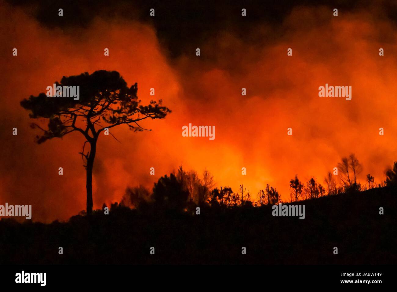 Poole, Dorset, Royaume-Uni. 3 avril 2025. Météo britannique. De la fumée et des flammes coulent dans leur air alors qu'un énorme feu de forêt illumine le ciel nocturne pendant qu'il brûle pendant la nuit à Upton Heath à Poole dans le Dorset. Plusieurs services d'urgence sont présents, les voies étant fermées sur la voie de contournement A35 Upton en raison de la proximité de l'incendie. Ce dernier incendie dans la région de Bournemouth et Poole survient après une période de sécheresse prolongée et des températures supérieures à la moyenne pour la période de l'année. Crédit photo : Graham Hunt/Alamy Live News Banque D'Images