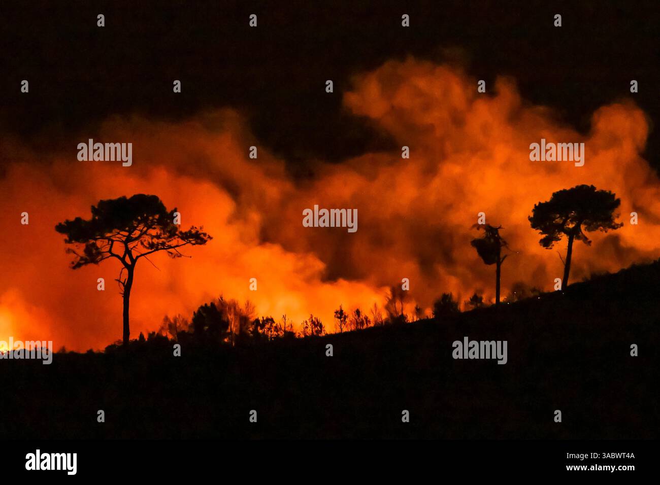 Poole, Dorset, Royaume-Uni. 3 avril 2025. Météo britannique. De la fumée et des flammes coulent dans leur air alors qu'un énorme feu de forêt illumine le ciel nocturne pendant qu'il brûle pendant la nuit à Upton Heath à Poole dans le Dorset. Plusieurs services d'urgence sont présents, les voies étant fermées sur la voie de contournement A35 Upton en raison de la proximité de l'incendie. Ce dernier incendie dans la région de Bournemouth et Poole survient après une période de sécheresse prolongée et des températures supérieures à la moyenne pour la période de l'année. Crédit photo : Graham Hunt/Alamy Live News Banque D'Images