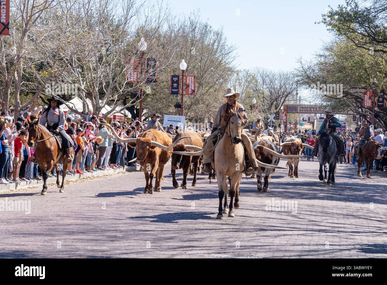 Fort Worth, Texas, États-Unis - 19 mars 2022 : collecte de bétail longhorn à Fort Worth Stockyards à Fort Worth, Texas, États-Unis. Banque D'Images