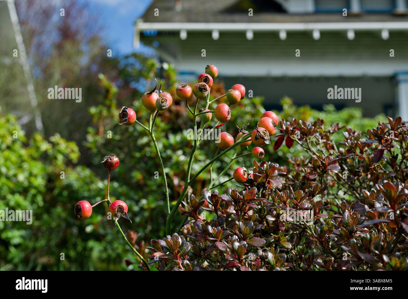 Rose fruit (rose) au printemps à Seattle Banque D'Images