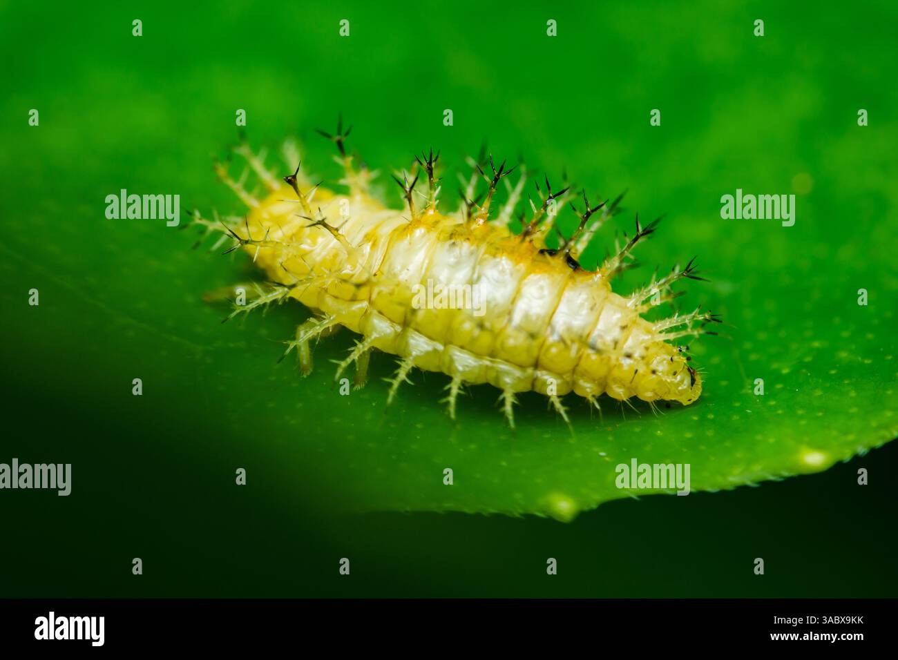 Vue rapprochée d'une larve de coccinelle jaune avec des pointes noires, explorant une feuille verte vibrante, mettant en valeur la beauté et les détails de la vie des insectes dans la nature Banque D'Images