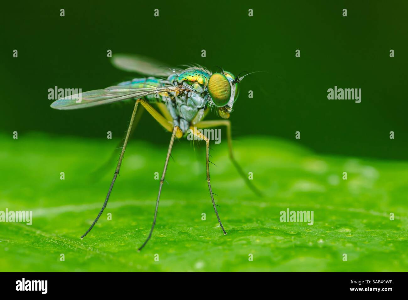 Mouche à longues pattes avec un corps irisé et de grands yeux dorés reposant sur une feuille vert vif, mettant en valeur la beauté et les détails du monde des insectes Banque D'Images