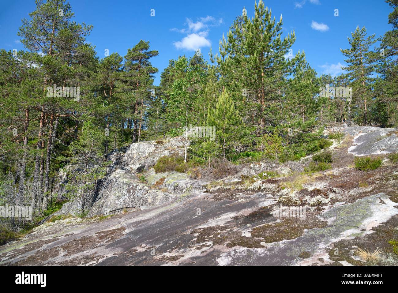 Arbres sur les rochers de l'île de Koyonsaari. République de Carélie, Russie Banque D'Images