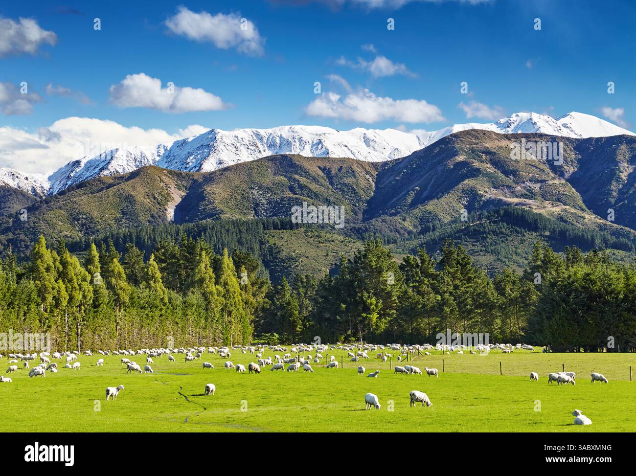 Paysage pastoral avec moutons pâturants et montagnes enneigées en Nouvelle-Zélande Banque D'Images