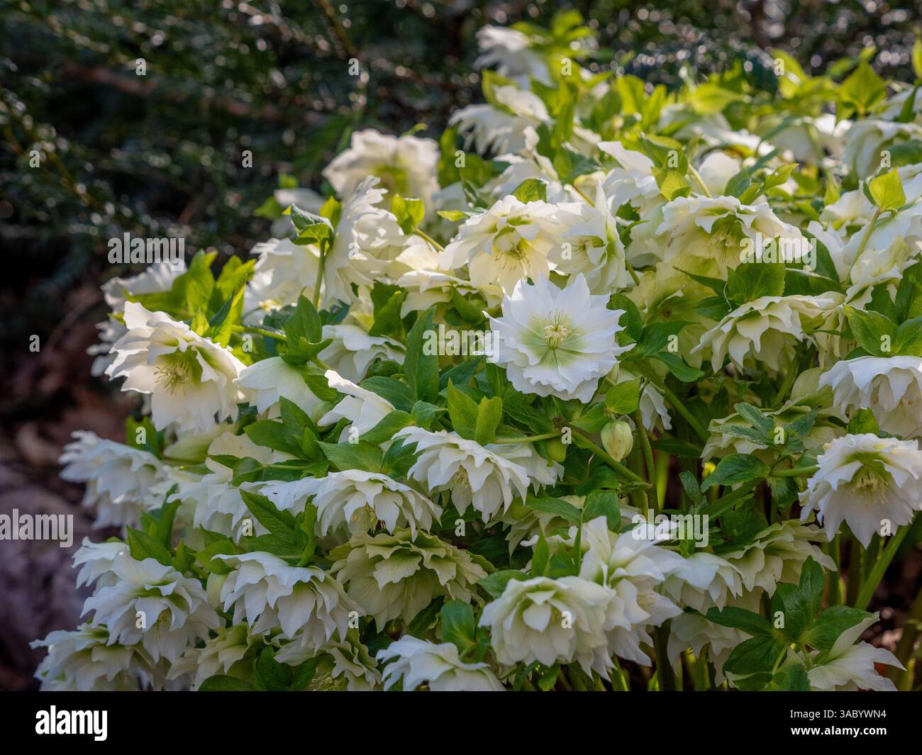 Helleborus x hybridus double Ellen White, communément appelé Carême Rose, poussant dans un jardin britannique un jour de printemps ensoleillé. Banque D'Images