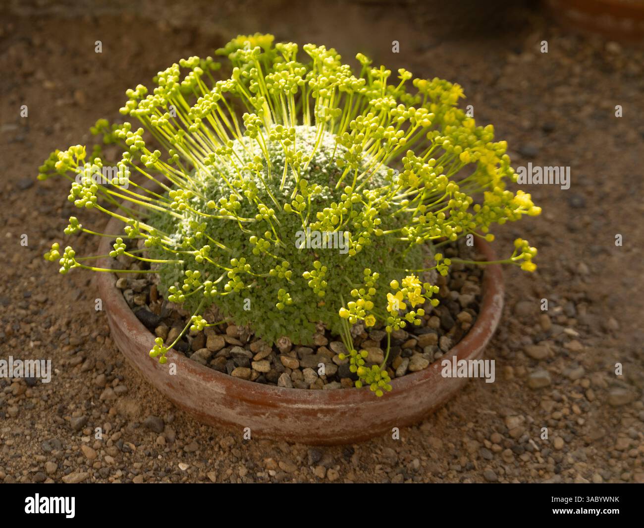 Draba mollissima avec des boutons floraux poussant dans un pot en terre cuite submergé dans une maison alpine. Banque D'Images