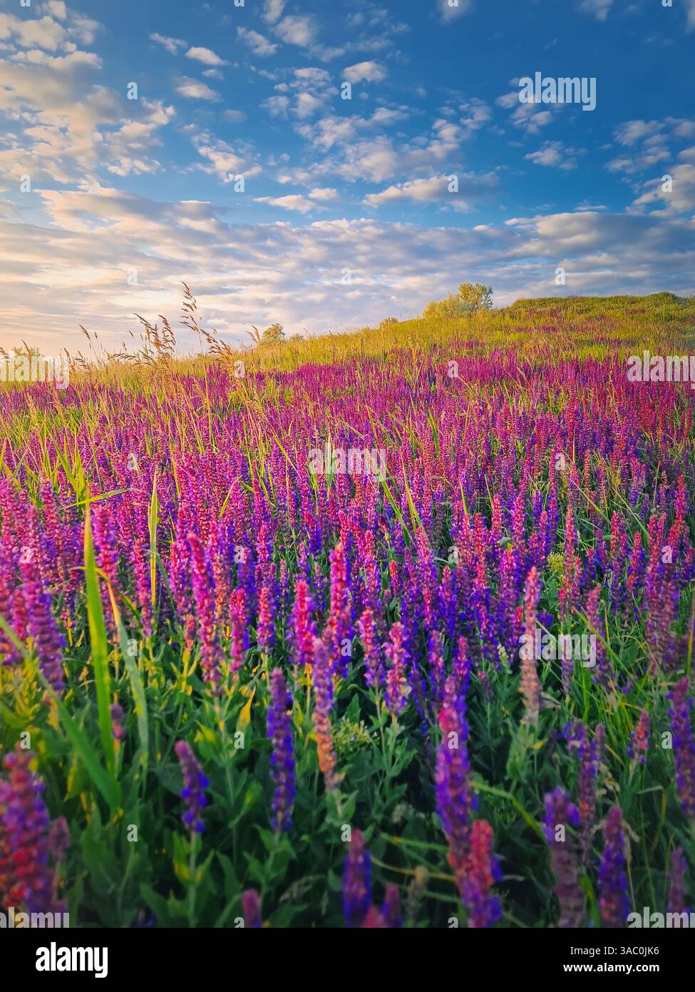 Scène estivale pittoresque dans la prairie avec fleurs violettes de sauge sauvage en fleurs. Herbe parfumée de Salvia nemorosa - Image de stock capturée avec un smartphone