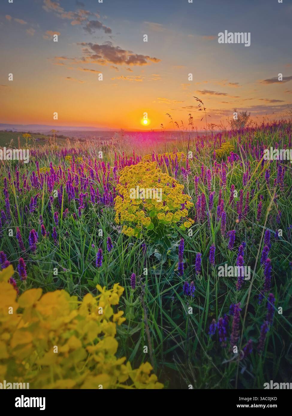 Magnifique coucher de soleil d'été sur la prairie colorée fleurie avec des fleurs de sauge sauvage violettes et des fleurs de cyprès jaune Banque D'Images
