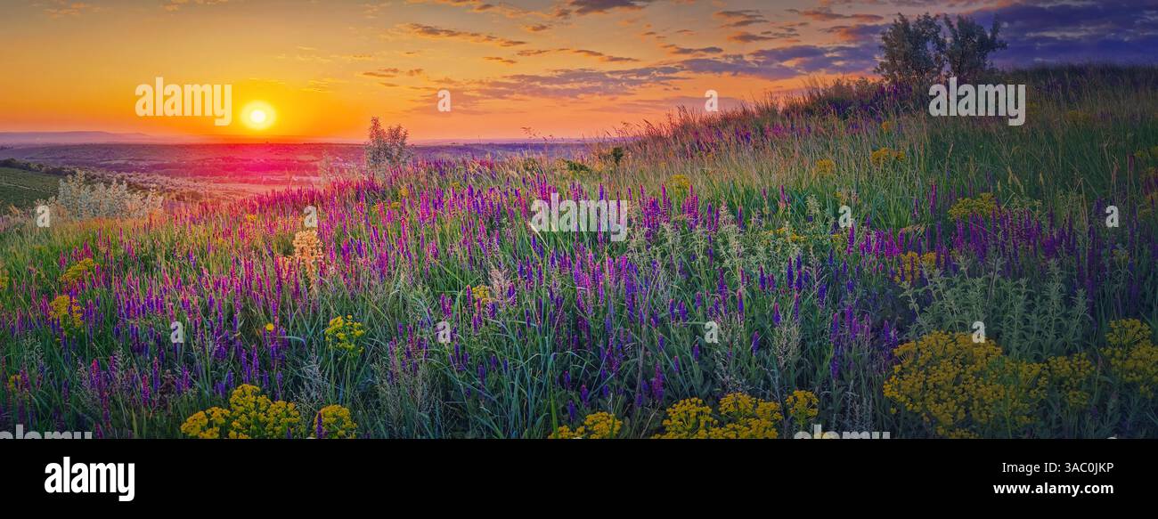 Magnifique coucher de soleil d'été et une vue panoramique sur la prairie fleurie colorée avec des fleurs violettes de sauge sauvage et des fleurs de cyprès jaune Banque D'Images