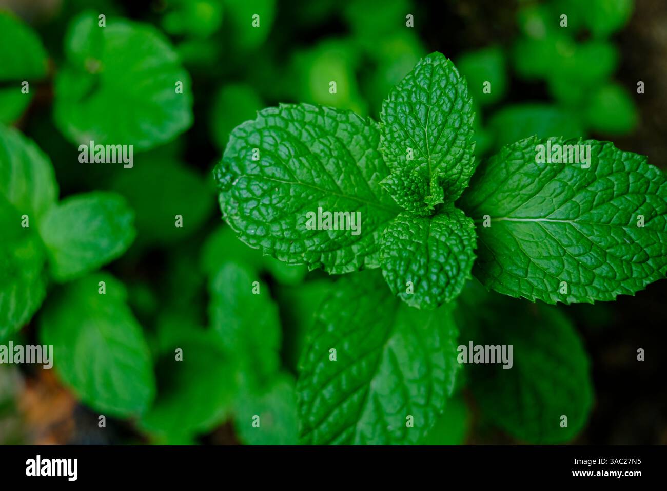 Gros plan de feuilles de menthe fraîche avec une couleur verte vibrante et une texture aromatique Banque D'Images