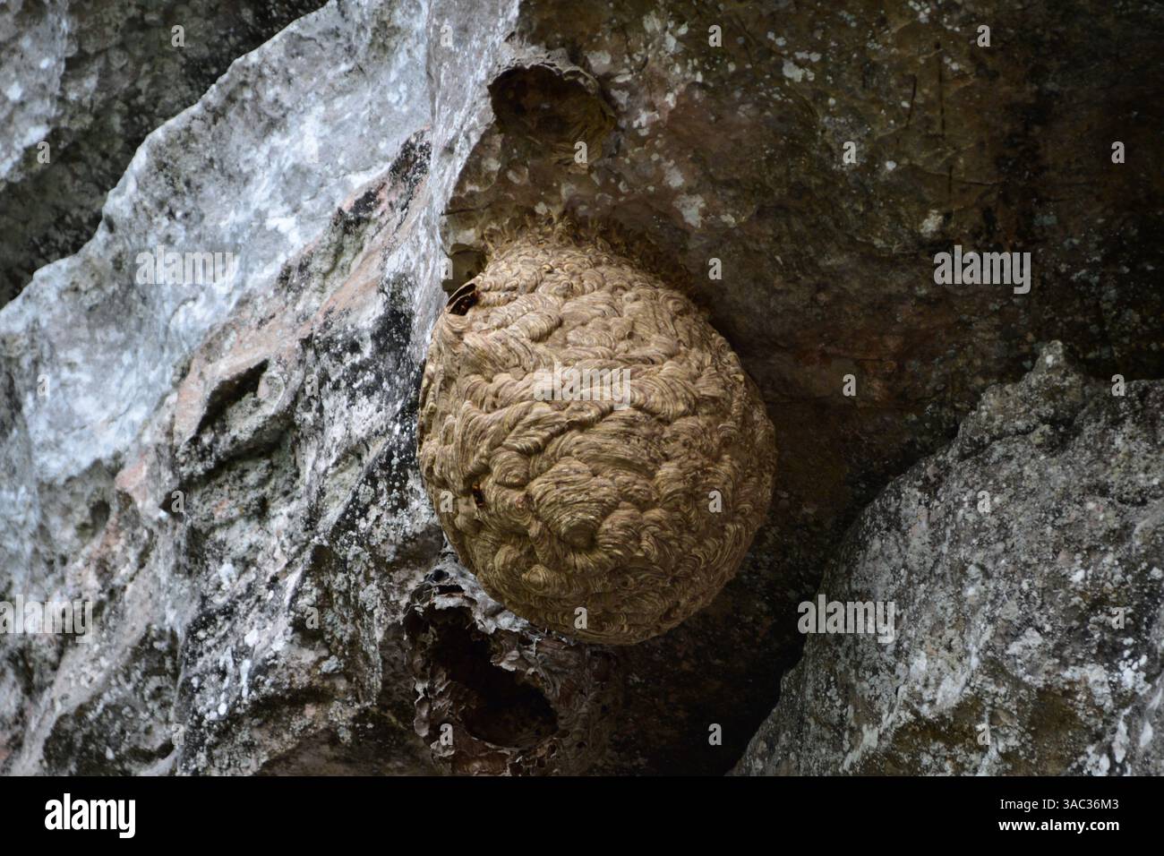 Gros plan d'un nid de frelons suspendu à un rockside Banque D'Images