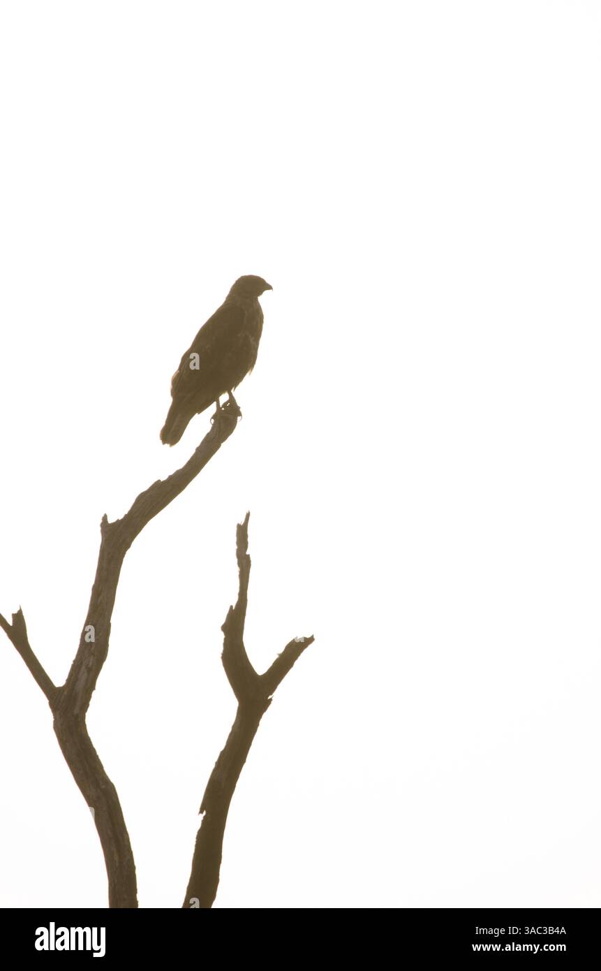 Buteo buteo buteo insularum. San Mateo. Grande Canarie. Îles Canaries. Espagne. Banque D'Images