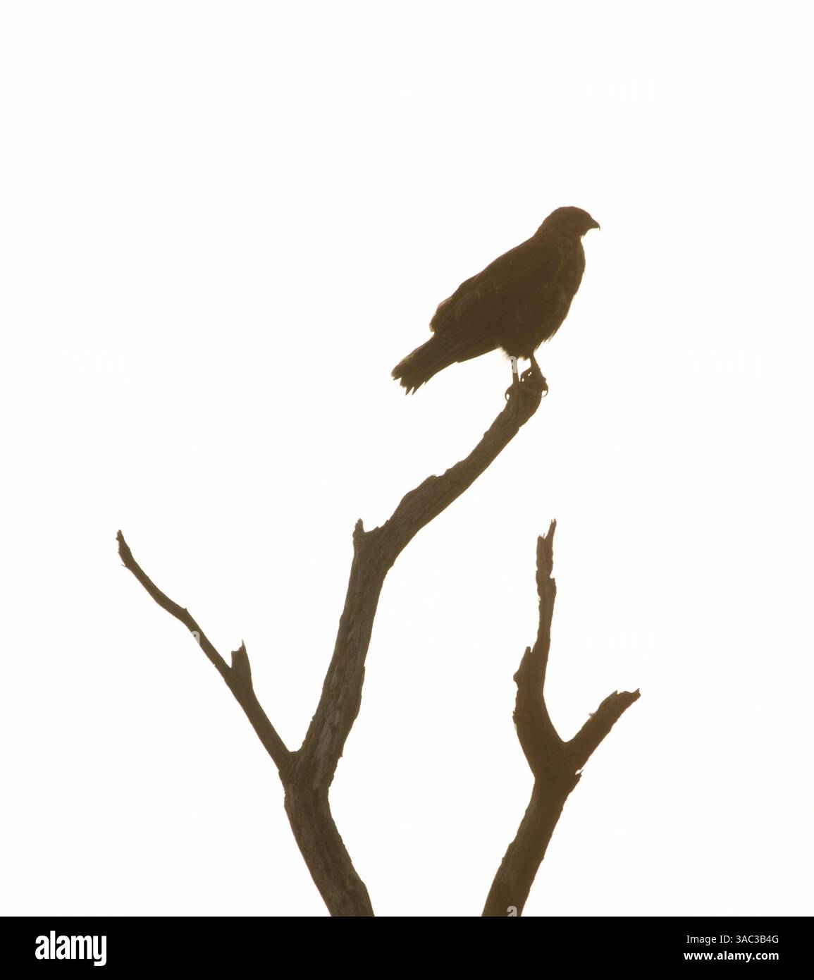 Buteo buteo buteo insularum. San Mateo. Grande Canarie. Îles Canaries. Espagne. Banque D'Images