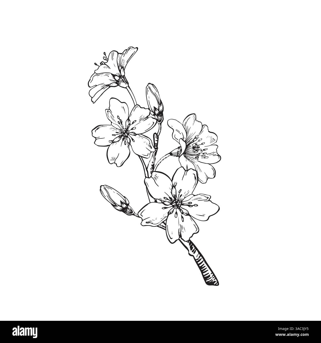 Amande Blooming branche illustration vectorielle dessinée à la main à l'encre. Fleurs et bourgeons. Illustration de Vecteur Amande Blooming branche illustration vectorielle dessinée à la main à l'encre. Fleurs et bourgeons. Illustration de Vecteur