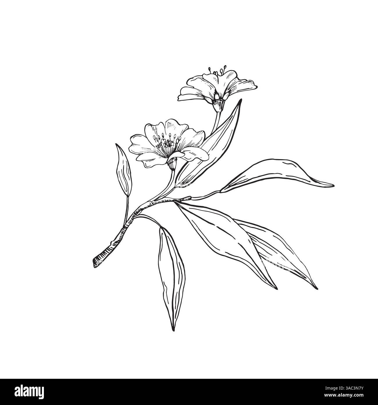 Amande Blooming branche illustration vectorielle dessinée à la main à l'encre. Fleurs et bourgeons. Illustration de Vecteur Amande Blooming branche illustration vectorielle dessinée à la main à l'encre. Fleurs et bourgeons. Illustration de Vecteur