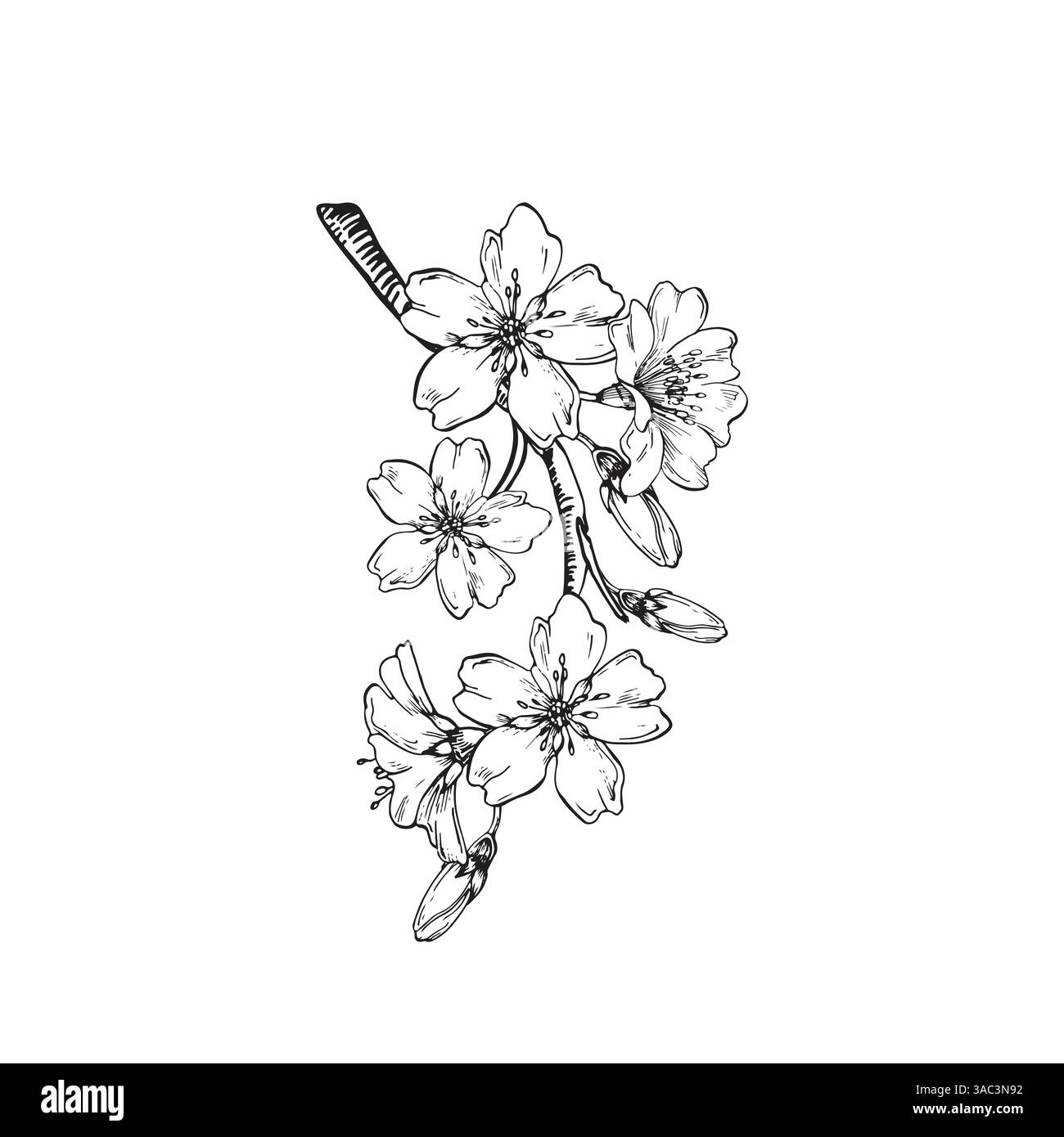 Amande Blooming branche illustration vectorielle dessinée à la main à l'encre. Fleurs et bourgeons. Illustration de Vecteur Amande Blooming branche illustration vectorielle dessinée à la main à l'encre. Fleurs et bourgeons. Illustration de Vecteur