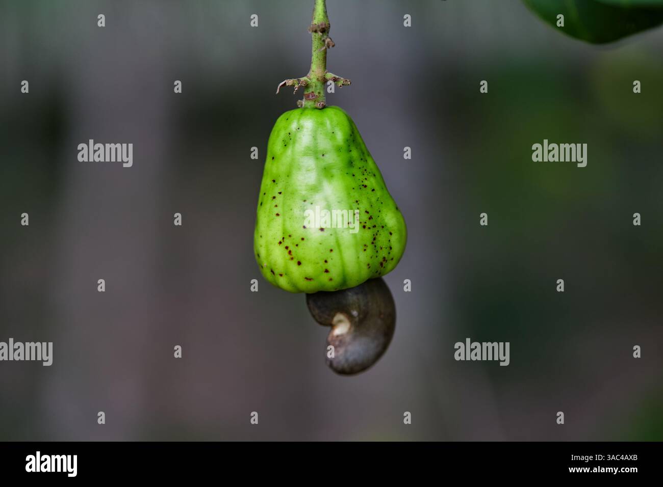 Vue rapprochée de noix de cajou non mûres accrochées à l'arbre Banque D'Images