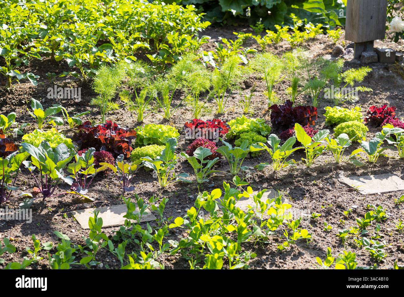 Mischkultur im Gemüsebeet, mit Erbsen Pisum sativum, Kohlrabi Brassica oleracea var. Gongylodes, Kopfsalat lactuca sativa und Fenchel Foeniculum vulga Banque D'Images