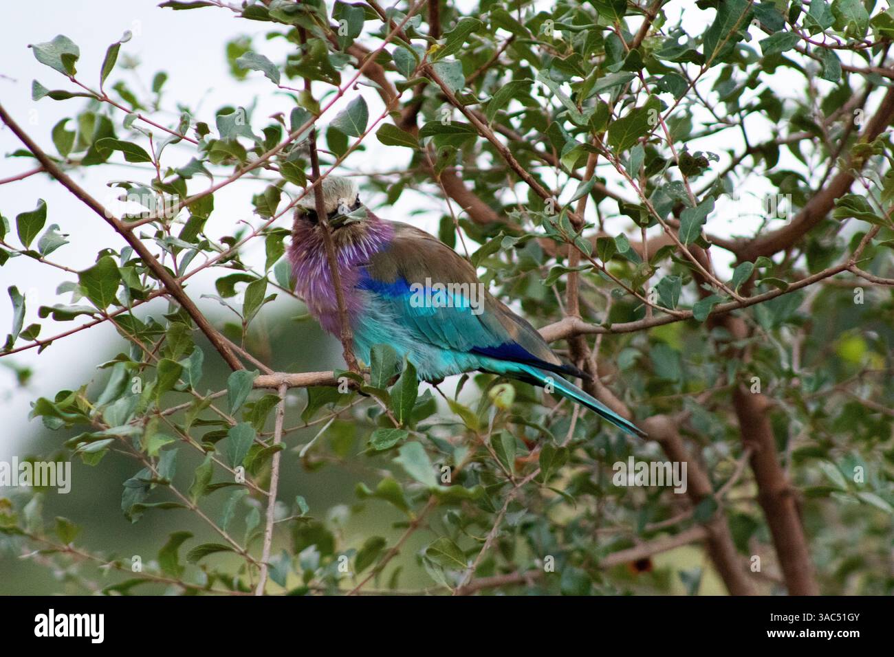 Le petit arc-en-ciel de la nature sur des ailes Banque D'Images