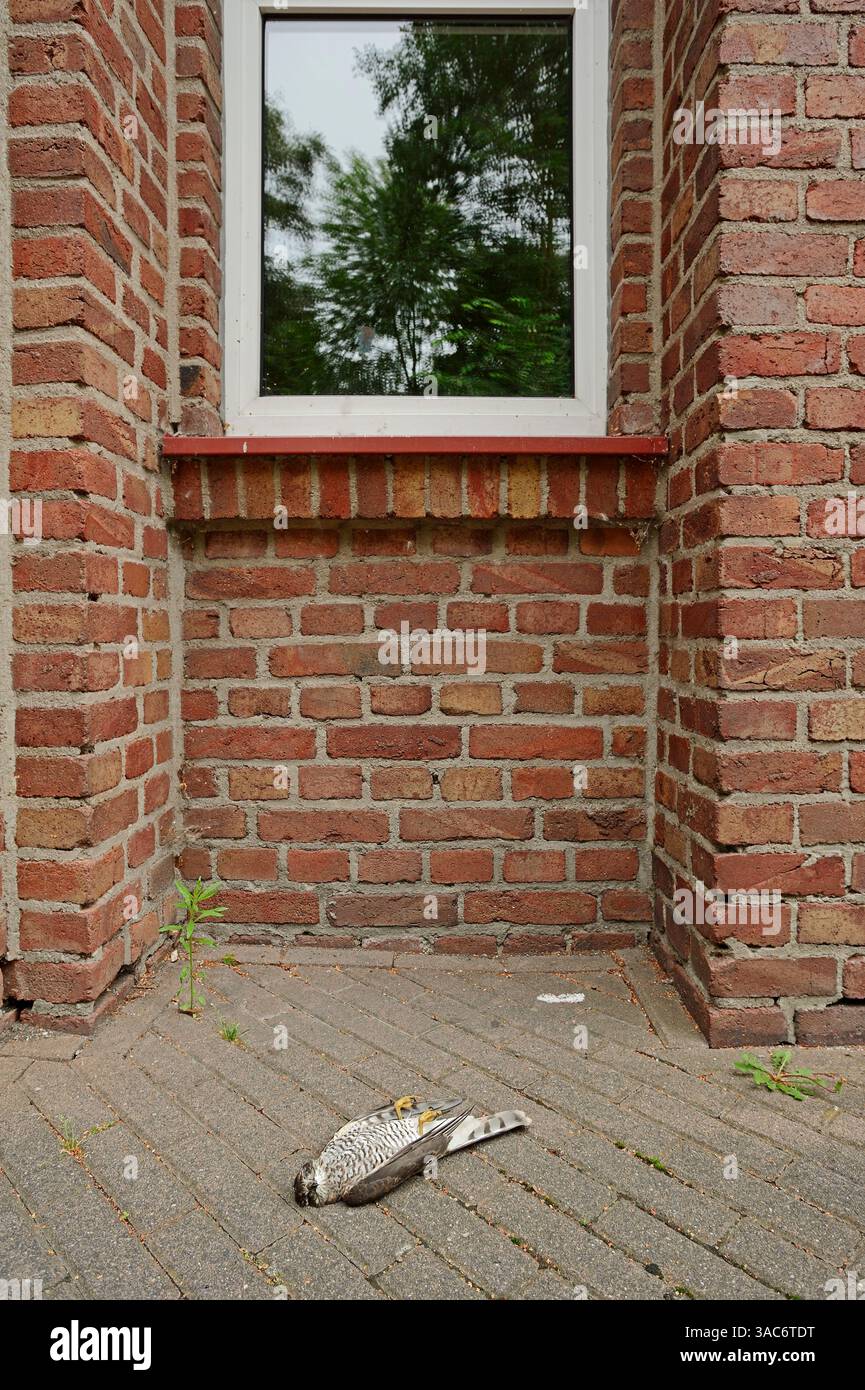 Eurasian Sparrowhawk (Accipiter nisus) homme mort se trouve devant une fenêtre, Allemagne | Sperber (Accipiter nisus), totes Männchen Banque D'Images