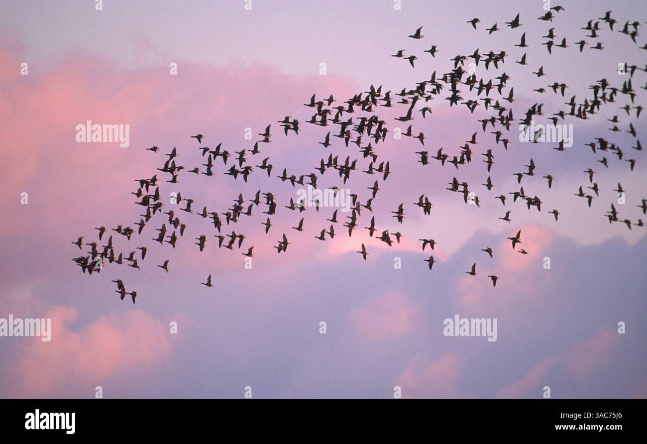 02 août 2003 ; Texel, PAYS-BAS ; le BRENT À VENTRE NOIR (Branta bernicla) se reproduit dans la toundra de Russie et hiverne au Danemark, aux pays-Bas, dans l'ouest de la France et dans le sud-est de l'Angleterre. LES OIES DE BRENT sont migratrices et la sous-espèce a tendance à passer l'hiver et l'été dans différentes régions. Pendant la saison de reproduction, il utilise la toundra côtière humide basse altitude pour la reproduction et l'alimentation. Banque D'Images