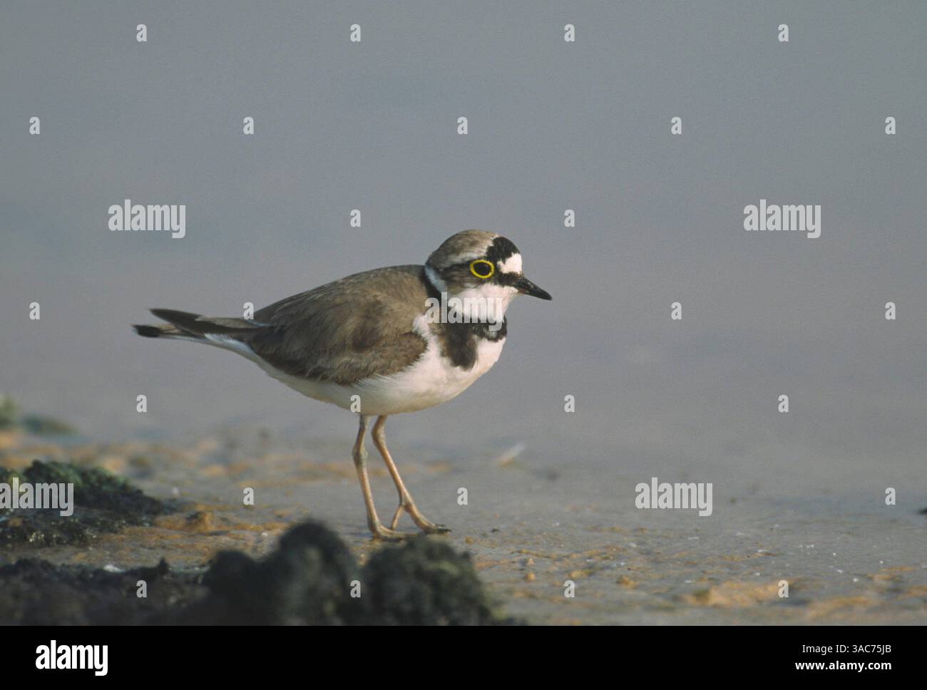 02 août 2003 ; Wittlich, Rhénanie-Palatinat, ALLEMAGNE ; le PETIT PLUVIER ANNELÉ (Charadrius dubius) est un petit pluvier. Leur habitat de reproduction est constitué de graviers ouverts près de l'eau douce, y compris des gravières, des îles et des bords de rivières en Europe et en Asie occidentale. Ils nichent sur le sol sur des pierres avec peu ou pas de croissance végétale. Ils sont migrateurs et hivernent en Afrique. Ces oiseaux cherchent de la nourriture sur les zones boueuses, généralement à vue. Ils mangent des insectes et des vers. Banque D'Images