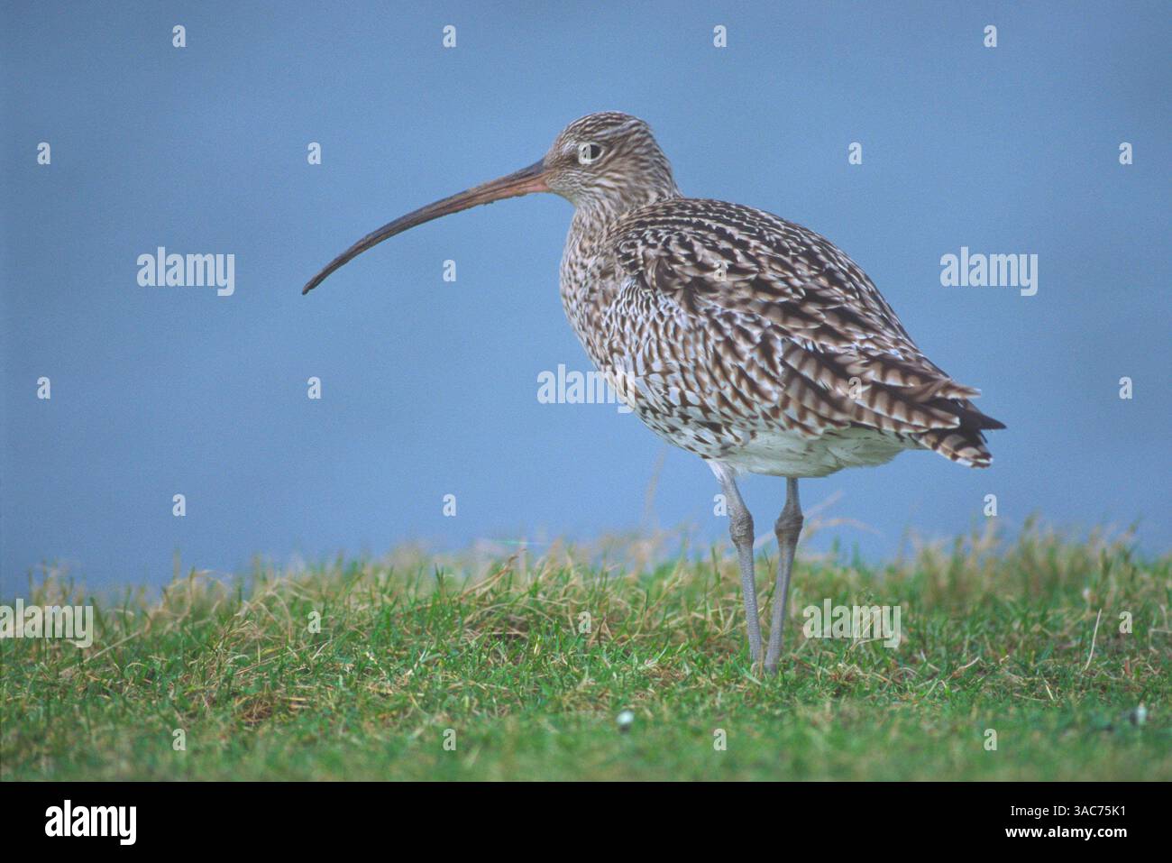 02 août 2003 ; Texel, PAYS-BAS ; le plus grand échassier d'Europe reconnaissable à son bec exceptionnellement long et décurvé, le Curlew (Numenius arquata) se reproduit dans le nord et le centre de l'Europe et dans le nord de l'Asie jusqu'à la rivière amour. C'est avant tout un oiseau de montagne et il aime les espaces ouverts avec une large visibilité et un mélange de terrain humide et sec. Immédiatement après la reproduction, il se déplace vers les vasières côtières et les marais salants. Alors qu'il réside dans certaines parties de l'Europe occidentale, il hiverne le long des côtes de l'Afrique et de l'Asie méridionale ainsi que du sud de l'Europe. Banque D'Images