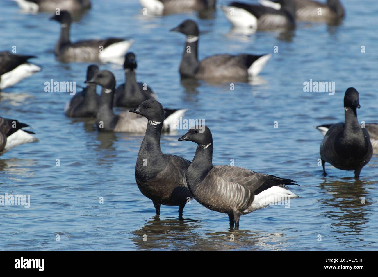 06 juin 2002 ; Texel, PAYS-BAS ; le BRENT À VENTRE NOIR (Branta bernicla) se reproduit dans la toundra de Russie et hiverne au Danemark, aux pays-Bas, dans l'ouest de la France et dans le sud-est de l'Angleterre. LES OIES DE BRENT sont migratrices et la sous-espèce a tendance à passer l'hiver et l'été dans différentes régions. Pendant la saison de reproduction, il utilise la toundra côtière humide basse altitude pour la reproduction et l'alimentation. Banque D'Images