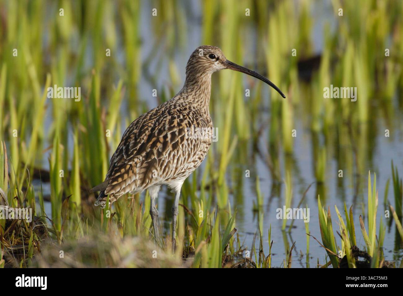 06 juin 2002 ; Texel, PAYS-BAS ; le plus grand échassier d'Europe reconnaissable à son bec exceptionnellement long et décurvé, le Curlew (Numenius arquata) se reproduit dans le nord et le centre de l'Europe et dans le nord de l'Asie jusqu'à la rivière amour. C'est avant tout un oiseau de montagne et il aime les espaces ouverts avec une large visibilité et un mélange de terrain humide et sec. Immédiatement après la reproduction, il se déplace vers les vasières côtières et les marais salants. Alors qu'il réside dans certaines parties de l'Europe occidentale, il hiverne le long des côtes de l'Afrique et de l'Asie méridionale ainsi que du sud de l'Europe. Banque D'Images